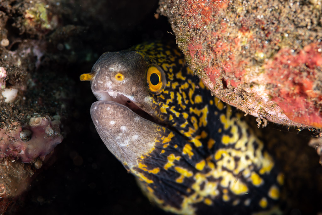 Close-up of snowflake moray with open mouth in its crevice, Komodo, Indonesia