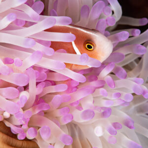 Pink anemonefish hiding in pink-tipped anemone tentacles, Komodo, Indonesia