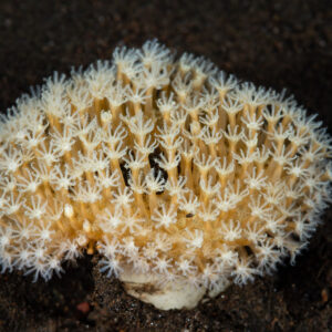 Colonie de corail mou aux polypes blancs déployés sur sable sombre, Komodo, Indonésie