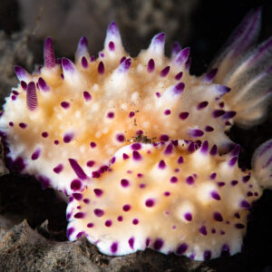 Two Mexichromis multituberculata nudibranchs side by side, Komodo, Indonesia