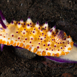 Mexichromis multituberculata nudibranch crawling on dark sand, Komodo, Indonesia
