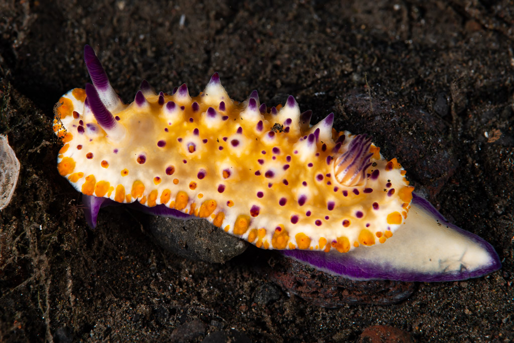 Nudibranche Mexichromis multituberculata rampant sur le sable sombre, Komodo, Indonésie