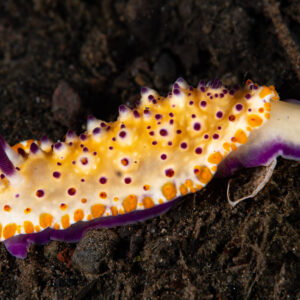 Mexichromis multituberculata nudibranch in profile on dark sand, Komodo, Indonesia