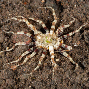 Tube anemone with banded tentacles spread on dark sand, Komodo, Indonesia