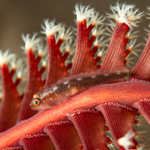 Common ghostgoby resting on red sea pen among white polyps, Komodo, Indonesia