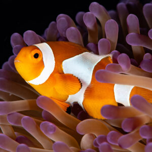 False clown anemonefish among purple-tipped anemone tentacles, Komodo, Indonesia