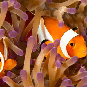 Pair of false clown anemonefish in purple-tipped anemone, Komodo, Indonesia
