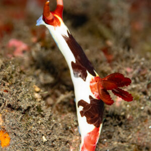 Chamberlain's nembrotha nudibranch crawling, vertical frame, Komodo, Indonesia