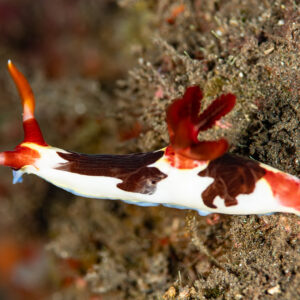 Chamberlain's nembrotha nudibranch with red gills in profile, Komodo, Indonesia