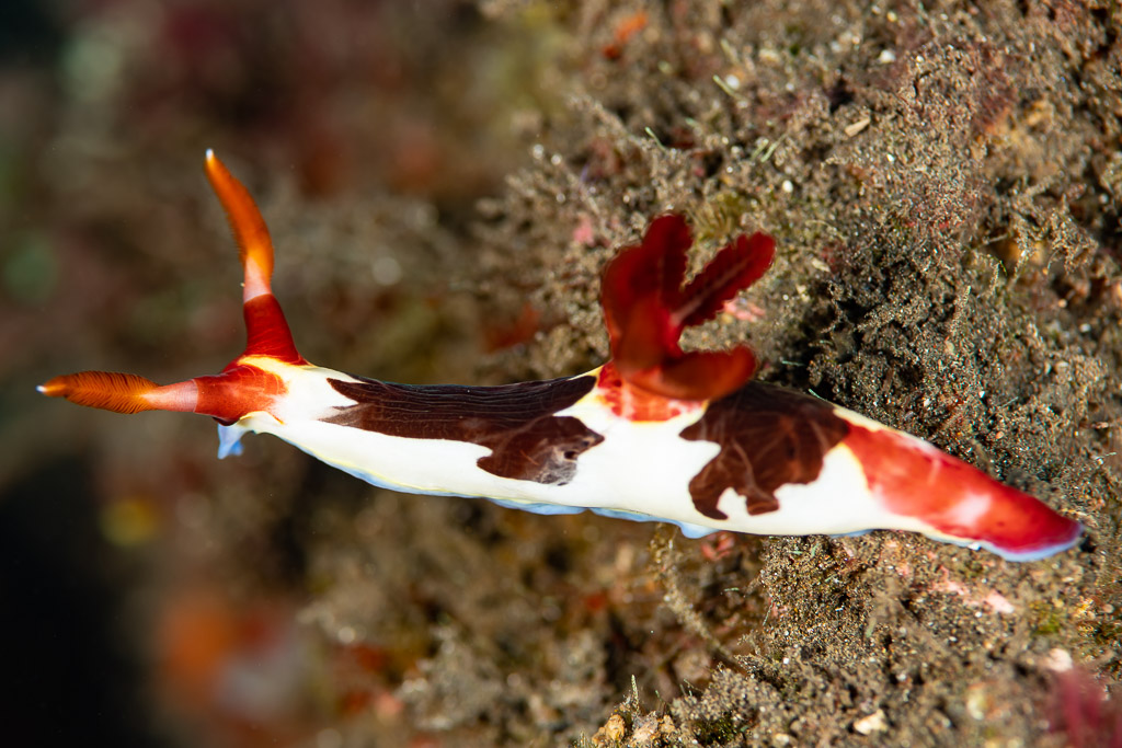 Nudibranche Nembrotha chamberlaini aux branchies rouges de profil, Komodo, Indonésie