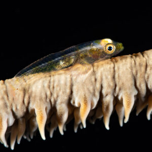 Large whip goby perched on whip coral against black background, Komodo, Indonesia