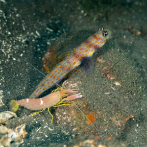 Spotted shrimpgoby with alpheid shrimp at shared burrow, vertical, Komodo, Indonesia