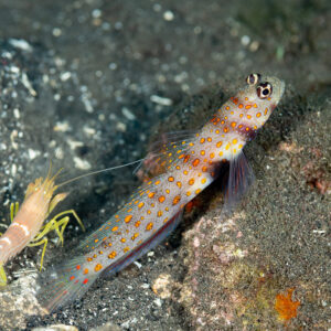Spotted shrimpgoby guarding burrow while alpheid shrimp digs, Komodo, Indonesia