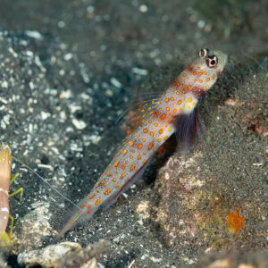 Spotted shrimpgoby and alpheid shrimp side by side on black sand, Komodo, Indonesia