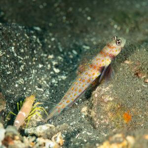 Vertical frame of spotted shrimpgoby with alpheid shrimp below, Komodo, Indonesia