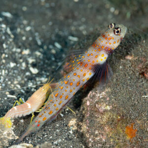 Spotted shrimpgoby with fins raised and alpheid shrimp at burrow, Komodo, Indonesia