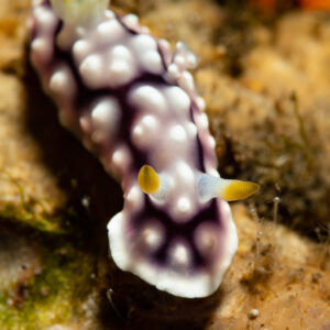 Geometric chromodoris nudibranch with white tubercles on reef, Komodo, Indonesia