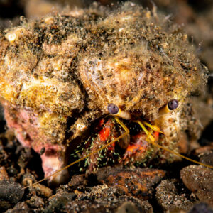 Dark-knee hermit crab in algae-covered shell on black sand, Komodo, Indonesia