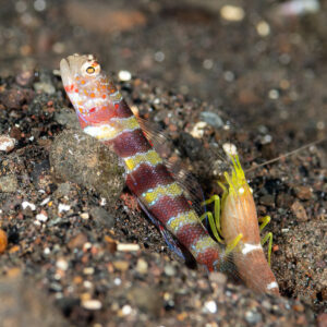 Gorgeous shrimpgoby with commensal alpheid shrimp at burrow, Komodo, Indonesia