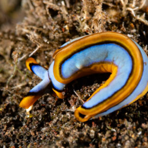 Lined Thuridilla sea slug curling on dark algae-covered bottom, Komodo, Indonesia