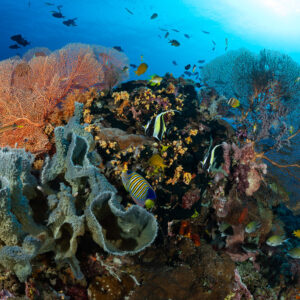 Reef bommie with sea fans, sponges and bannerfish under sunburst, Komodo, Indonesia
