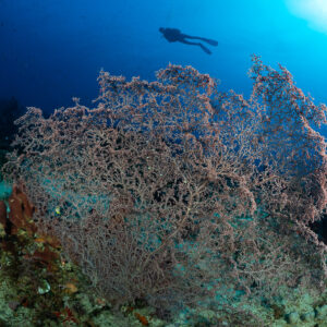 Woman diver silhouette above huge pink sea fan on reef, Komodo, Indonesia