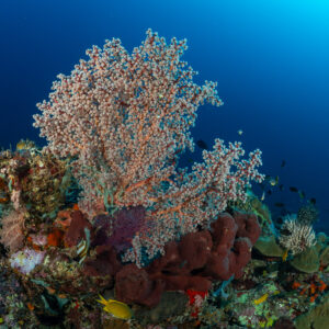 Branching pink sea fan rising above sponges and corals, Komodo, Indonesia
