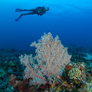Vertical woman diver above pink sea fan on reef slope, Komodo, Indonesia
