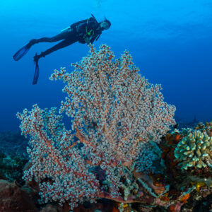 Woman diver swimming over a bushy pink sea fan close-up, Komodo, Indonesia