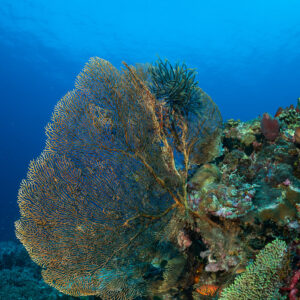 Golden sea fan and feather star on reef, vertical frame, Komodo, Indonesia