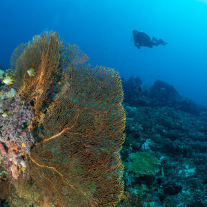 Distant diver beyond large golden sea fan, vertical frame, Komodo, Indonesia