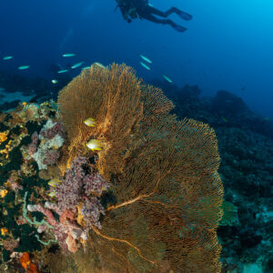 Woman diver above golden sea fan with reef fish, vertical, Komodo, Indonesia