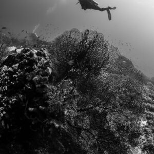 Black-and-white diver silhouette above sea fan and reef slope, Komodo, Indonesia