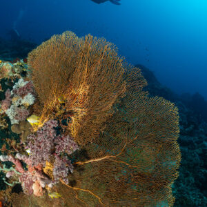 Woman diver far above wide golden sea fan in blue water, Komodo, Indonesia