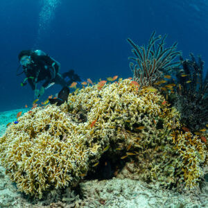 Woman diver behind coral head with crinoids and fire coral, Komodo, Indonesia