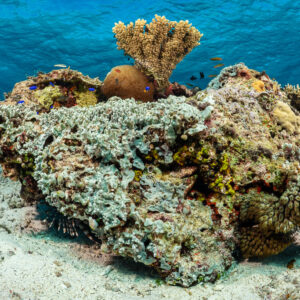Isolated coral bommie on white sand with small reef fish, Komodo, Indonesia