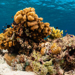 Coral bommie with leather corals and sponges on white sand, Komodo, Indonesia