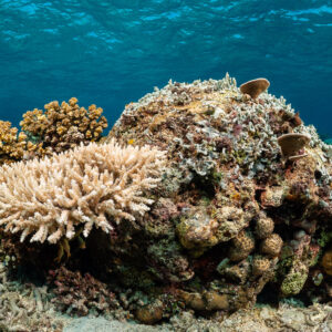 Coral bommie with table acropora on sandy bottom, Komodo, Indonesia