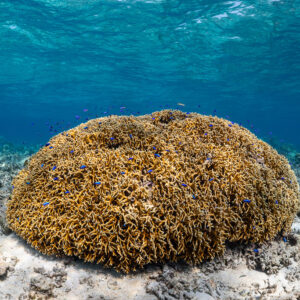 Large rounded hard coral colony on rubble with tiny fish, Komodo, Indonesia