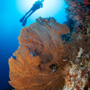 Diver silhouette against sun above orange sea fan on wall, Komodo, Indonesia