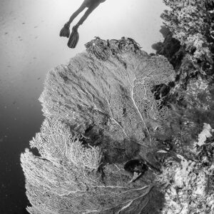Black-and-white diver silhouette above sea fan on wall, sunburst, Komodo, Indonesia