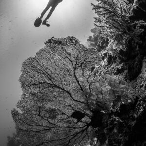 Black-and-white diver silhouette over backlit sea fan network, Komodo, Indonesia