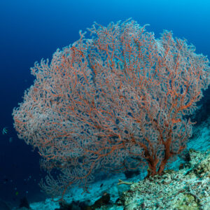 Bushy pink sea fan on reef slope against deep blue water, Komodo, Indonesia