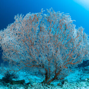 Bushy pink sea fan on pale reef in bright blue water, Komodo, Indonesia