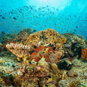 Colorful reef with orange sponges and swirling anthias, Komodo, Indonesia