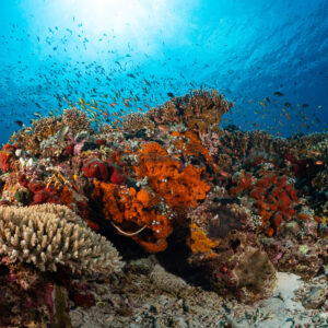 Reef crest with orange sponges and coral under fish schools, Komodo, Indonesia
