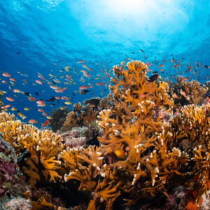 Orange fire coral with anthias swarm in sunlit water, Komodo, Indonesia