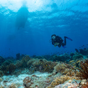 Woman diver over reef with boat silhouette at the surface, Komodo, Indonesia