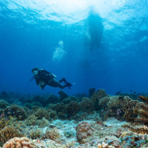 Woman diver over reef with crinoid and boat hull above, Komodo, Indonesia