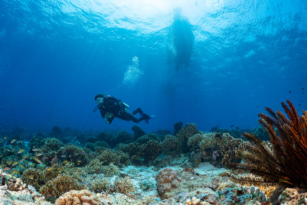 Plongeuse au-dessus du récif avec crinoïde et coque de bateau au-dessus, Komodo, Indonésie